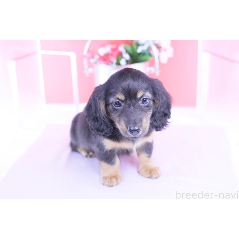 販売中の愛知県のカニンヘンダックスフンド(ロングヘアード)-422277の6枚目