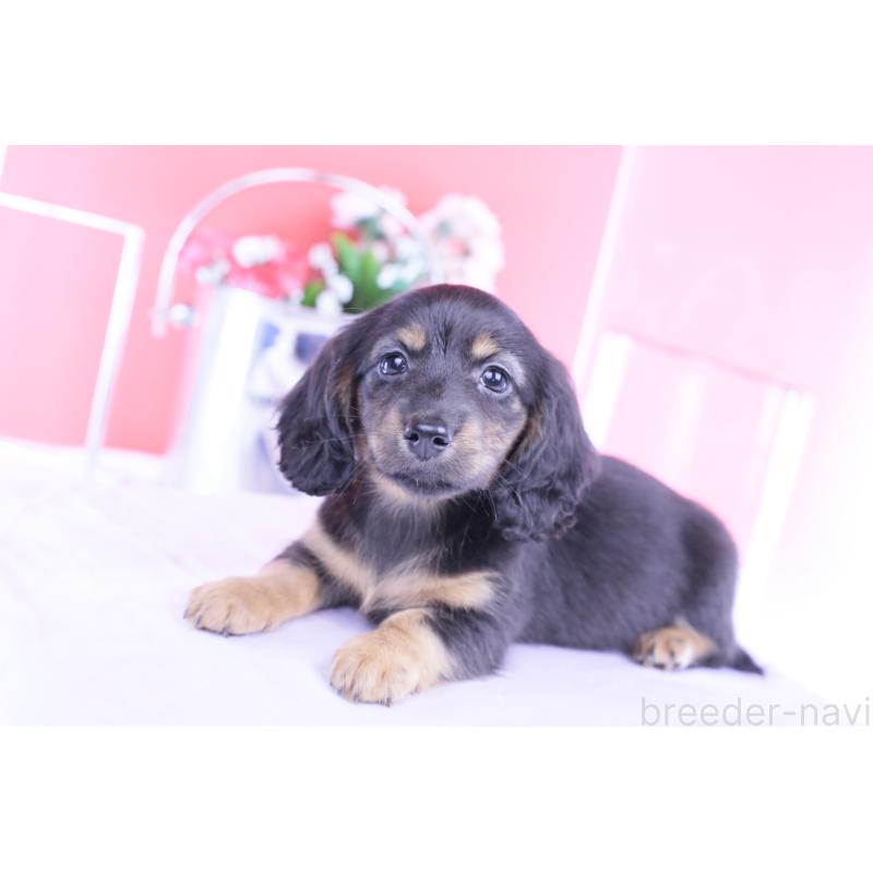 販売中の愛知県のカニンヘンダックスフンド(ロングヘアード)-422277の4枚目