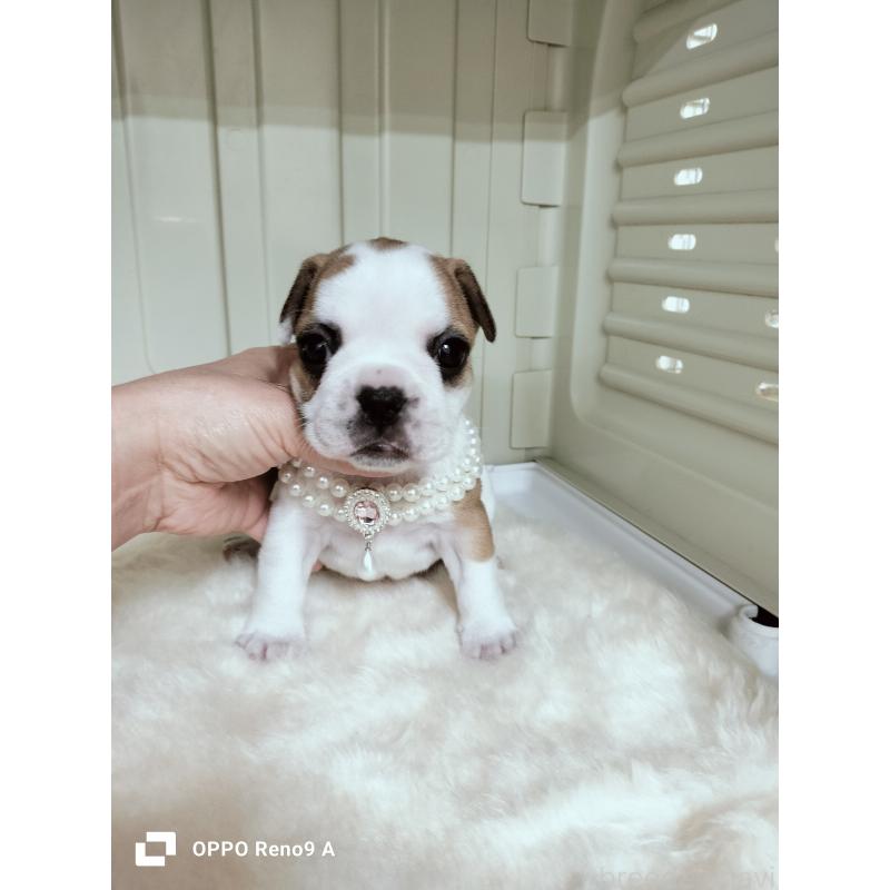 成約済の沖縄県のフレンチブルドッグ-423787の11枚目