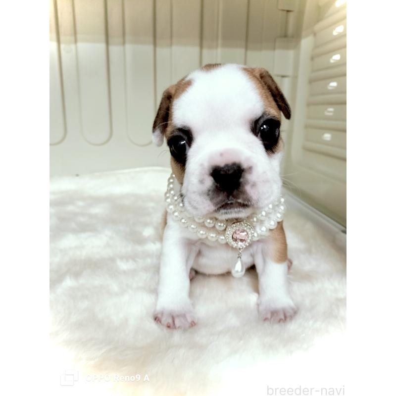 成約済の沖縄県のフレンチブルドッグ-423787の9枚目