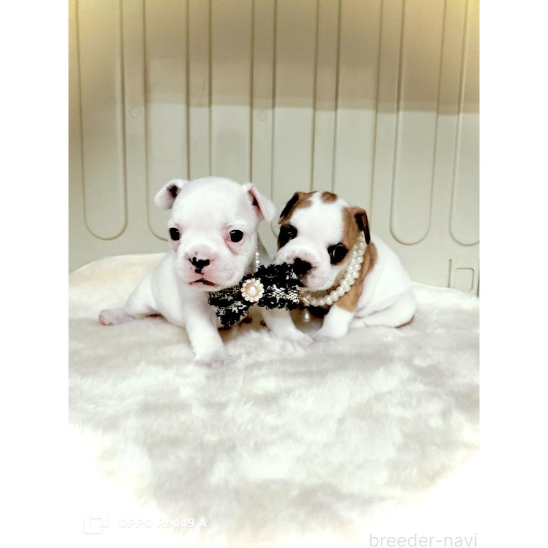 成約済の沖縄県のフレンチブルドッグ-423787の8枚目