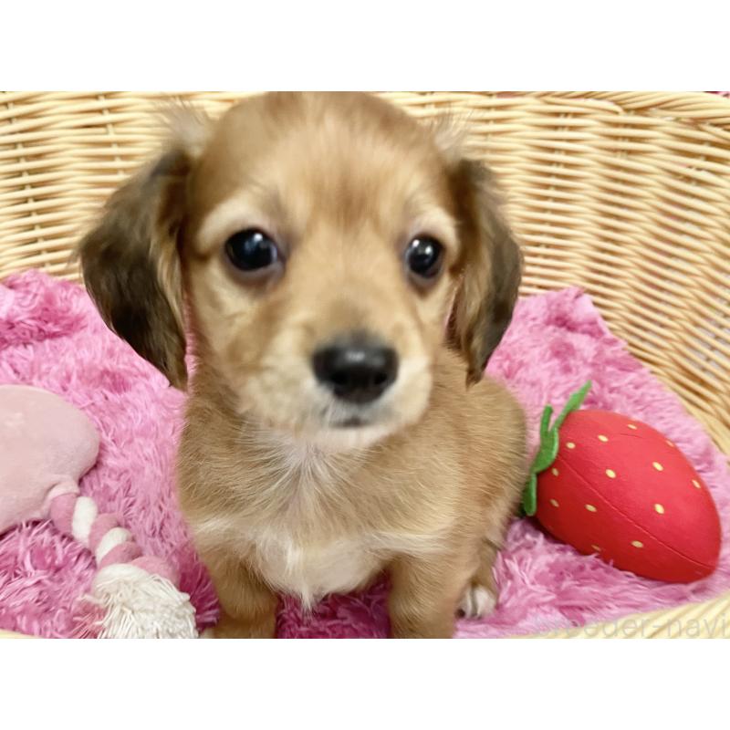 成約済の秋田県のチワックス:チワワ×ミニチュアダックスフンド-424780の11枚目