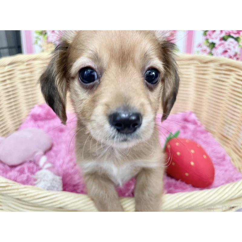 成約済の秋田県のチワックス:チワワ×ミニチュアダックスフンド-424780の10枚目