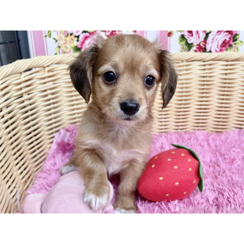 成約済の秋田県のチワックス:チワワ×ミニチュアダックスフンド-424780の7枚目