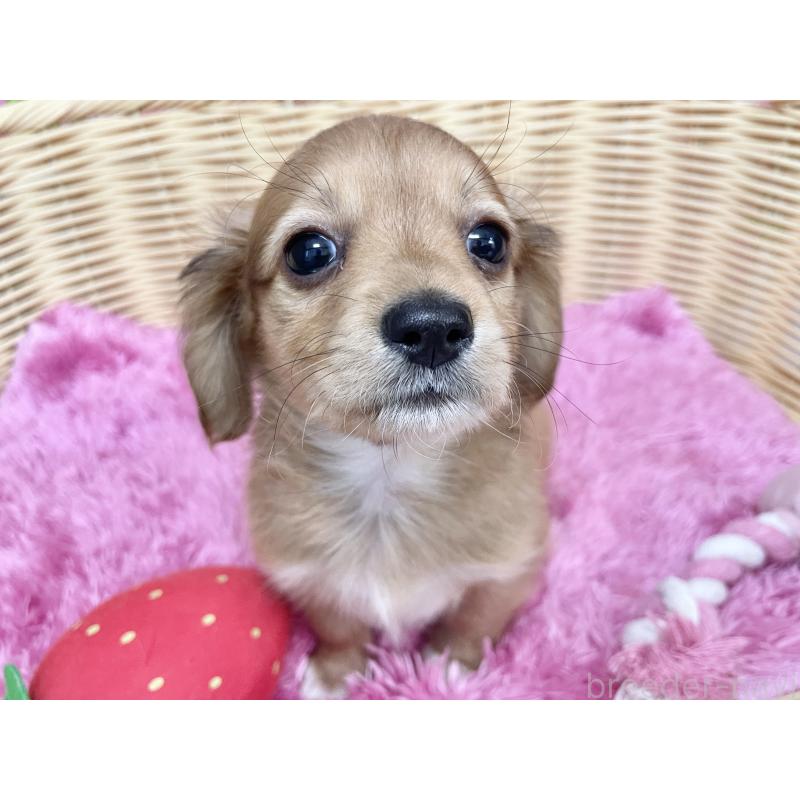 成約済の秋田県のチワックス:チワワ×ミニチュアダックスフンド-424780の5枚目