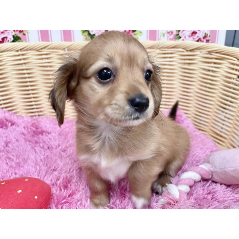 成約済の秋田県のチワックス:チワワ×ミニチュアダックスフンド-424780の4枚目