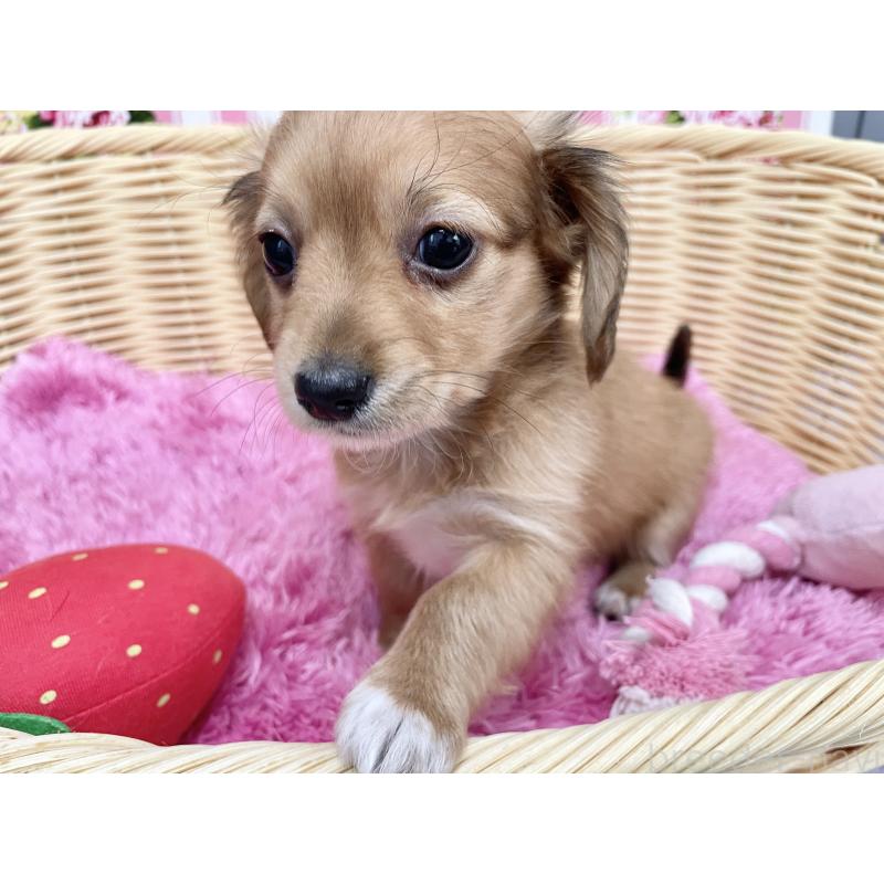 成約済の秋田県のチワックス:チワワ×ミニチュアダックスフンド-424780の3枚目