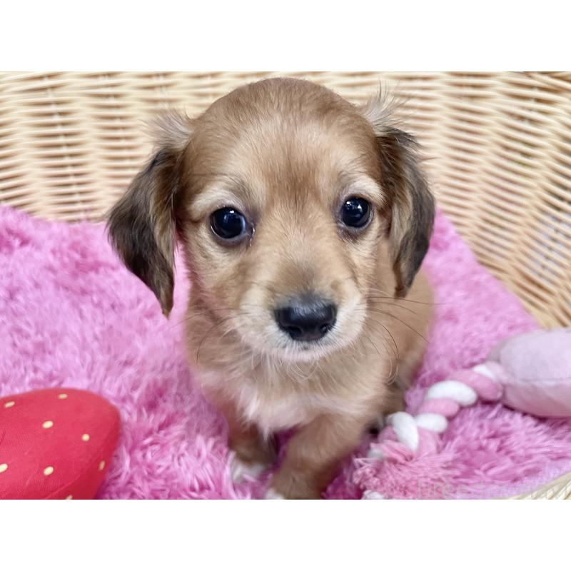 販売中の秋田県のチワックス:チワワ×ミニチュアダックスフンド-424780