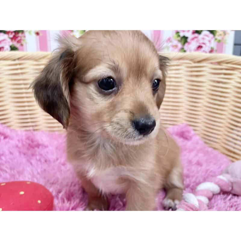 成約済の秋田県のチワックス:チワワ×ミニチュアダックスフンド-424780の2枚目