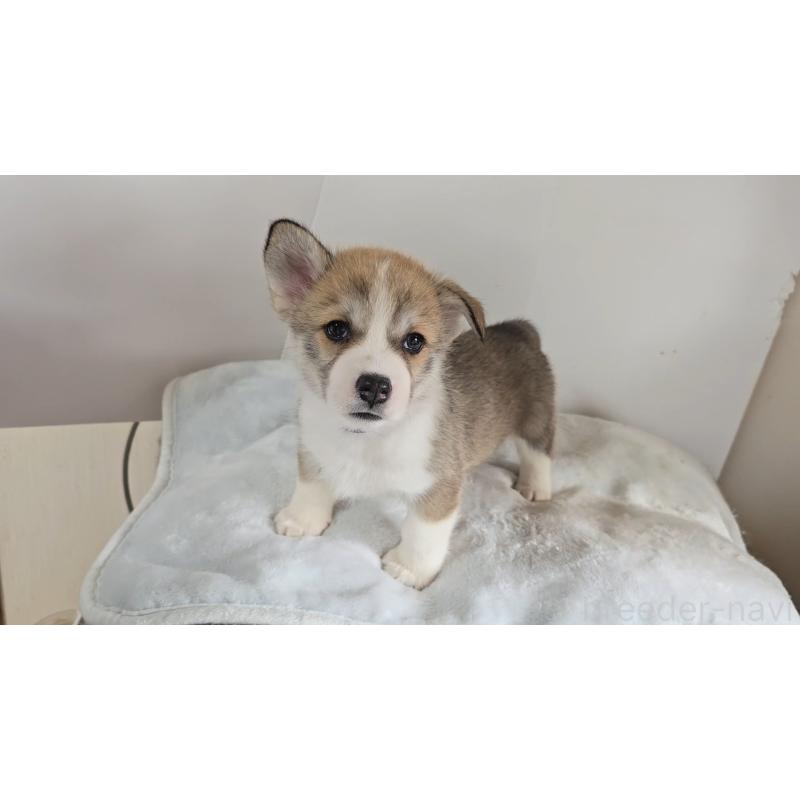 販売中の長野県のミックス犬-426703の5枚目