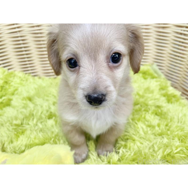 成約済の秋田県のチワックス:チワワ×ミニチュアダックスフンド-424778の15枚目