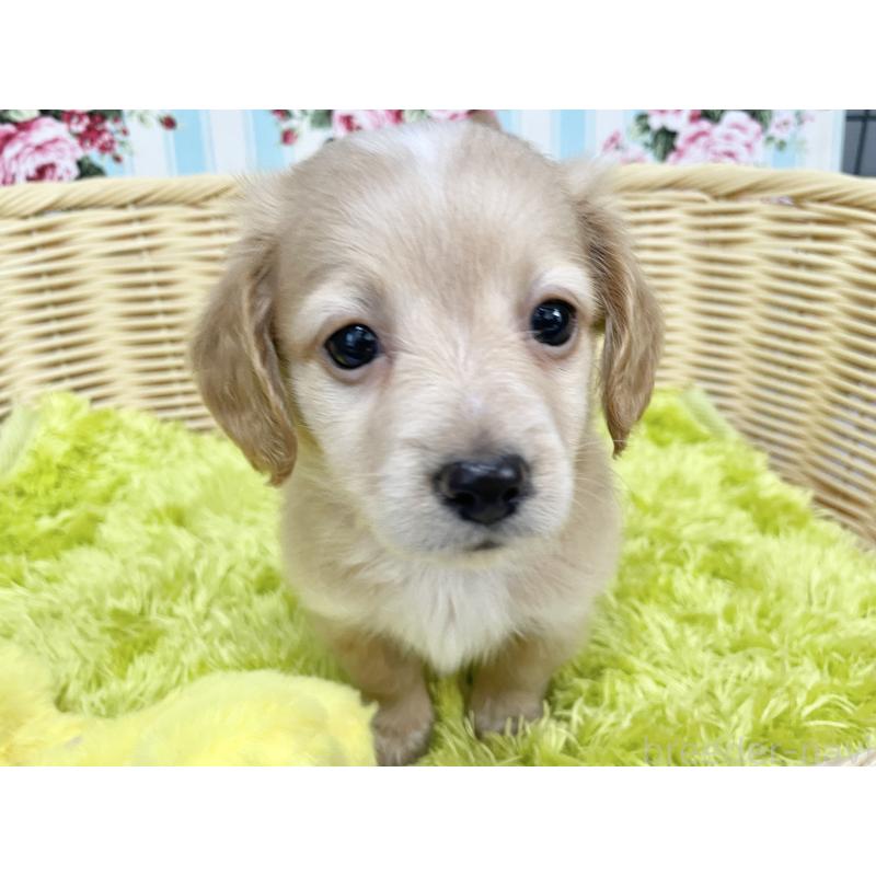 成約済の秋田県のチワックス:チワワ×ミニチュアダックスフンド-424778の14枚目