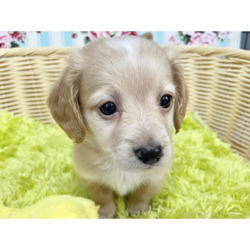 成約済の秋田県のチワックス:チワワ×ミニチュアダックスフンド-424778の13枚目