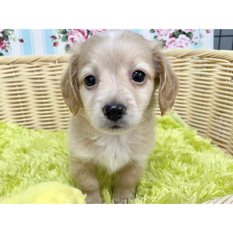 成約済の秋田県のチワックス:チワワ×ミニチュアダックスフンド-424778の12枚目