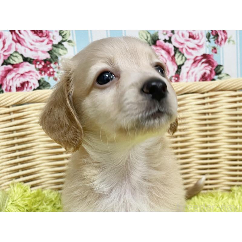 成約済の秋田県のチワックス:チワワ×ミニチュアダックスフンド-424778の11枚目