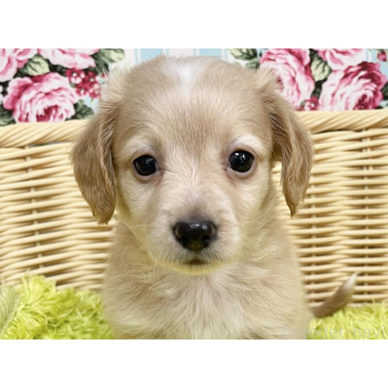 販売中の秋田県のチワックス:チワワ×ミニチュアダックスフンド-424778