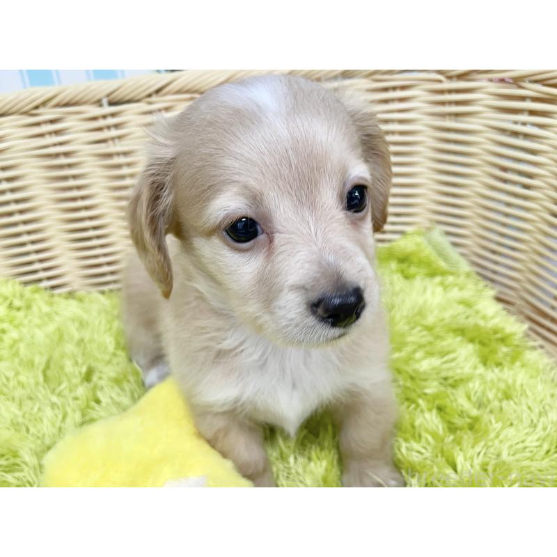 成約済の秋田県のチワックス:チワワ×ミニチュアダックスフンド-424778の10枚目