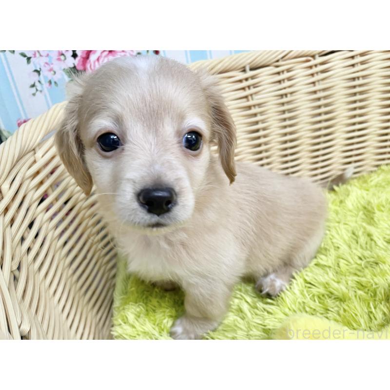 成約済の秋田県のチワックス:チワワ×ミニチュアダックスフンド-424778の9枚目