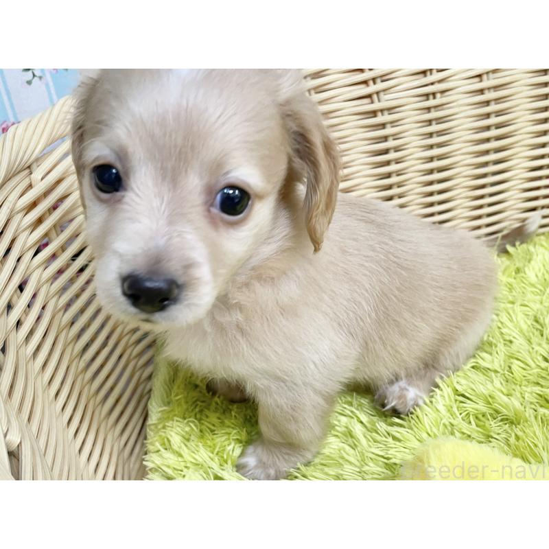 成約済の秋田県のチワックス:チワワ×ミニチュアダックスフンド-424778の8枚目