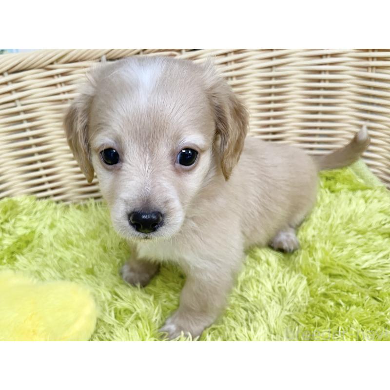 成約済の秋田県のチワックス:チワワ×ミニチュアダックスフンド-424778の7枚目