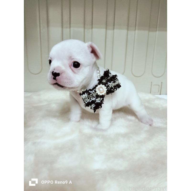 販売中の沖縄県のフレンチブルドッグ-426705の5枚目