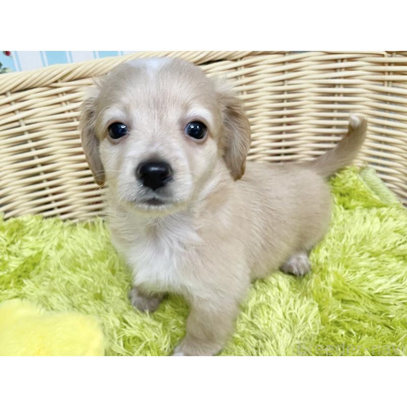 成約済の秋田県のチワックス:チワワ×ミニチュアダックスフンド-424778の6枚目