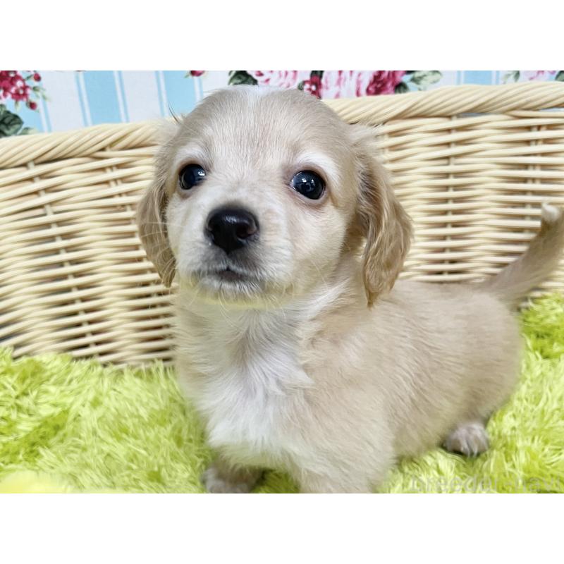 成約済の秋田県のチワックス:チワワ×ミニチュアダックスフンド-424778の5枚目