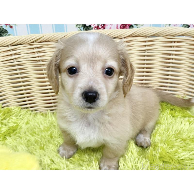 成約済の秋田県のチワックス:チワワ×ミニチュアダックスフンド-424778の4枚目