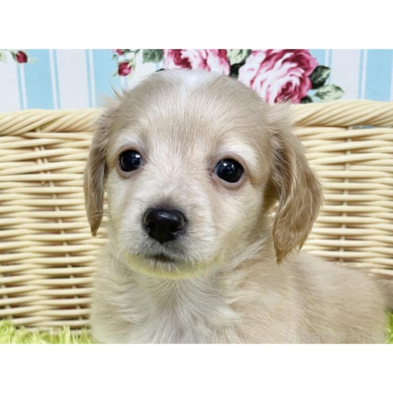 成約済の秋田県のチワックス:チワワ×ミニチュアダックスフンド-424778の3枚目