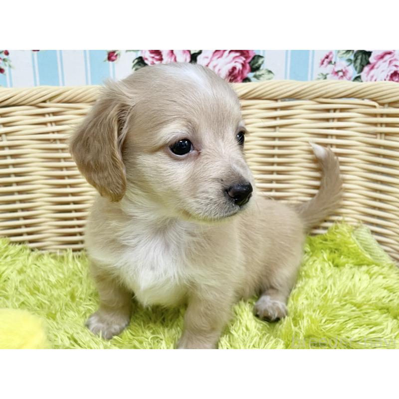 成約済の秋田県のチワックス:チワワ×ミニチュアダックスフンド-424778の2枚目