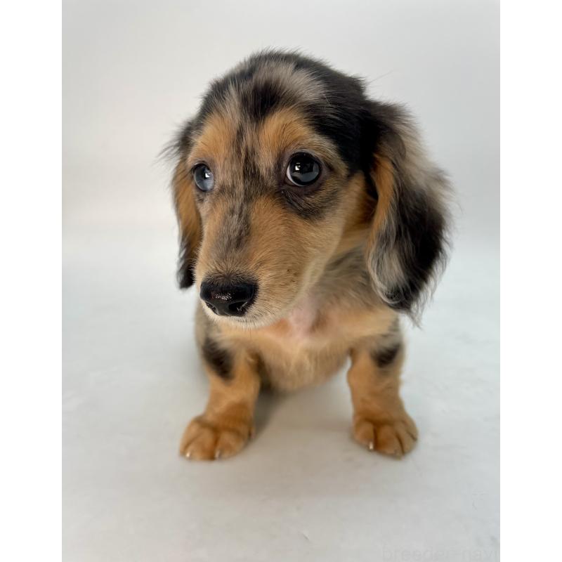 販売中の千葉県のミニチュアダックスフンド(ロングヘアード)-426706の14枚目