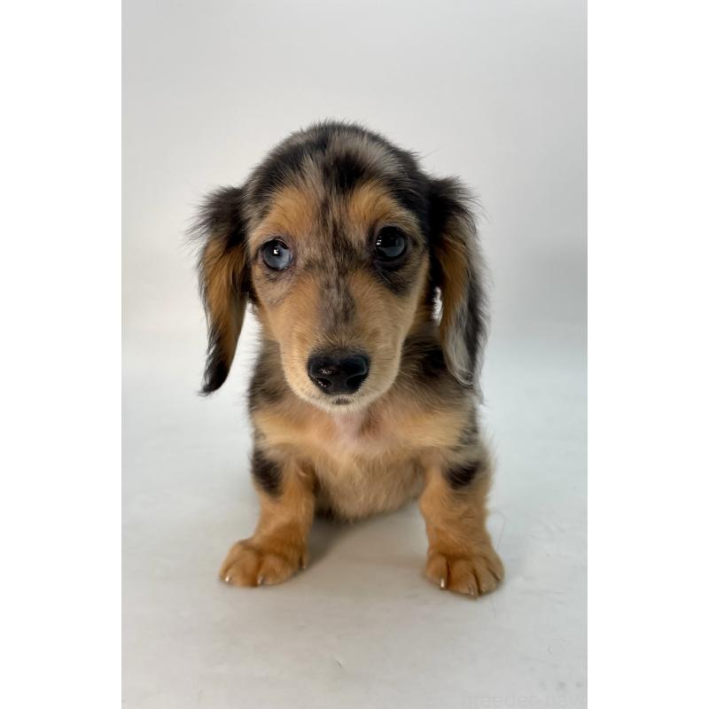 販売中の千葉県のミニチュアダックスフンド(ロングヘアード)-426706の13枚目