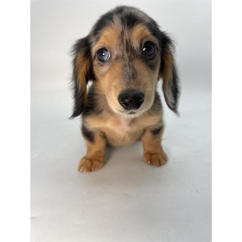 販売中の千葉県のミニチュアダックスフンド(ロングヘアード)-426706の12枚目