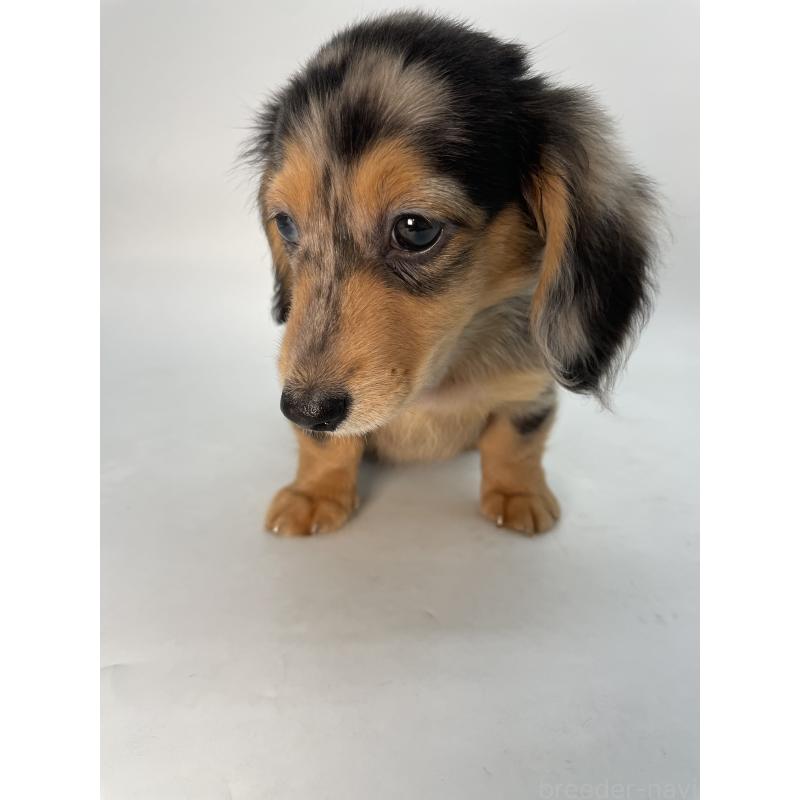 販売中の千葉県のミニチュアダックスフンド(ロングヘアード)-426706の10枚目