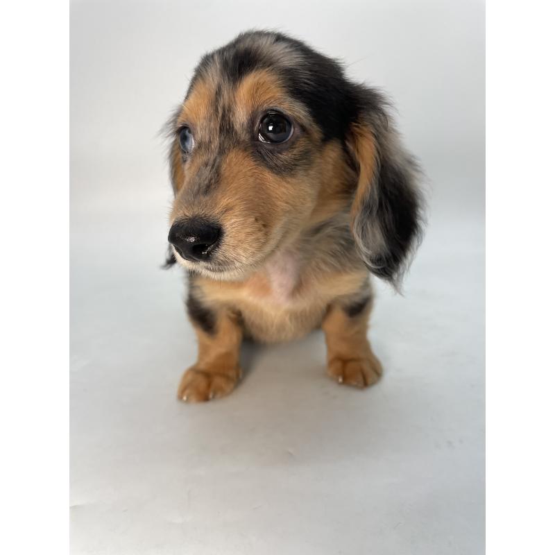 販売中の千葉県のミニチュアダックスフンド(ロングヘアード)-426706の9枚目