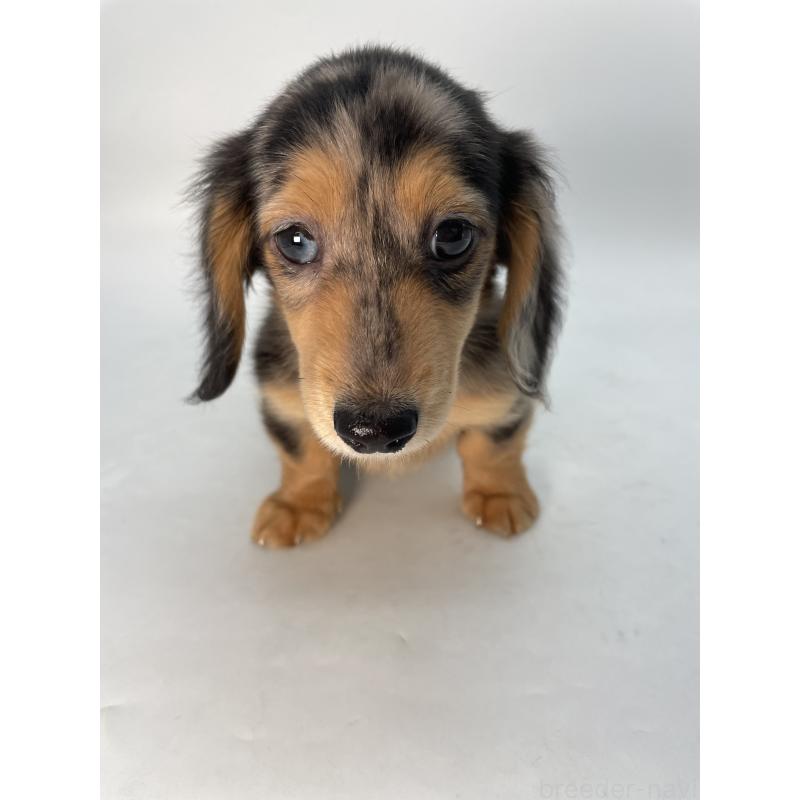 販売中の千葉県のミニチュアダックスフンド(ロングヘアード)-426706の8枚目