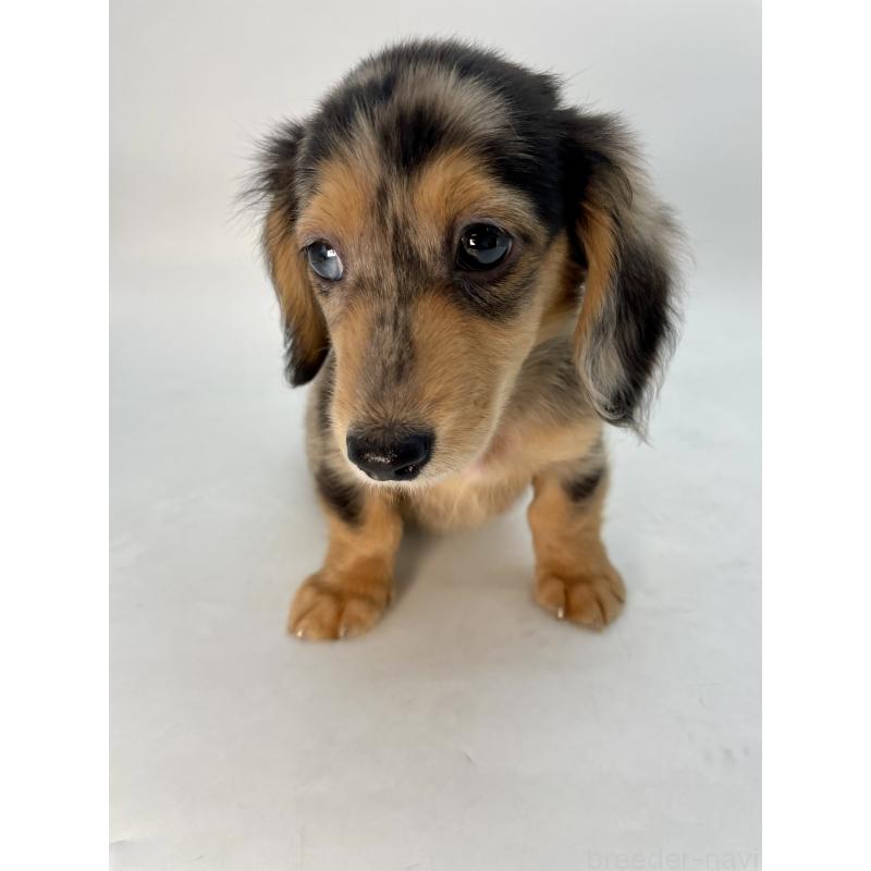 販売中の千葉県のミニチュアダックスフンド(ロングヘアード)-426706の7枚目