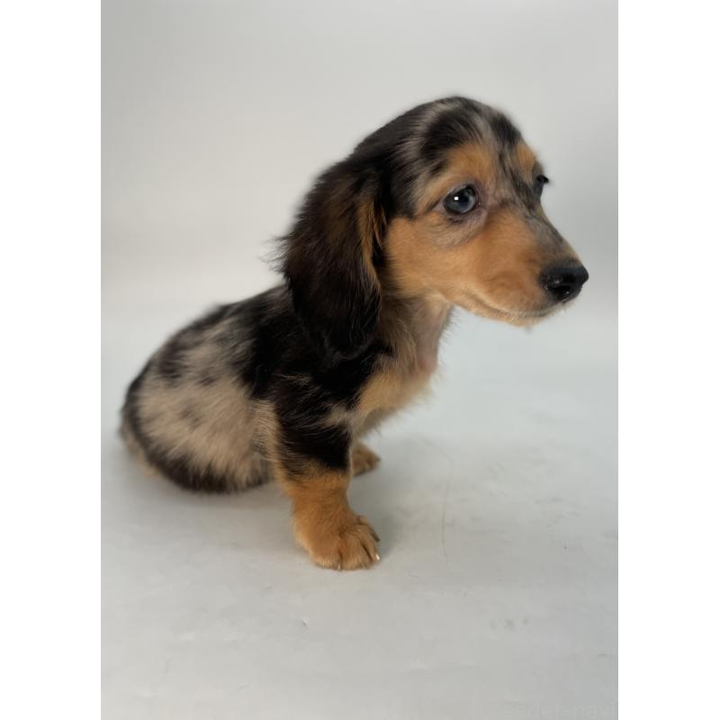 販売中の千葉県のミニチュアダックスフンド(ロングヘアード)-426706の5枚目