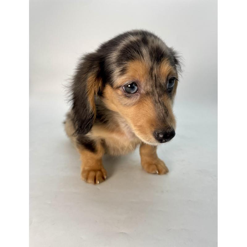 販売中の千葉県のミニチュアダックスフンド(ロングヘアード)-426706の4枚目