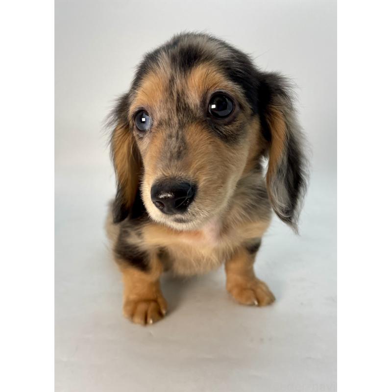 販売中の千葉県のミニチュアダックスフンド(ロングヘアード)-426706の3枚目