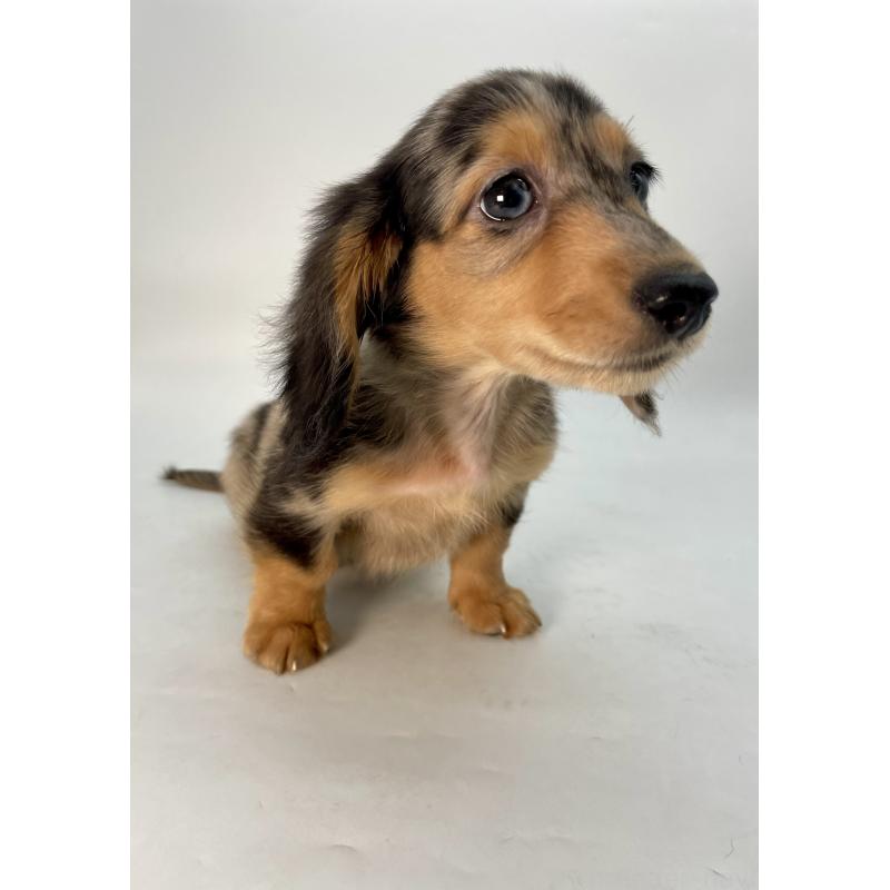 販売中の千葉県のミニチュアダックスフンド(ロングヘアード)-426706の2枚目