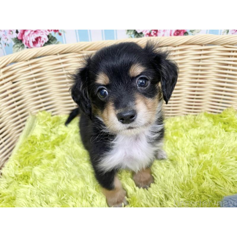 成約済の秋田県のチワックス:チワワ×ミニチュアダックスフンド-424779の17枚目