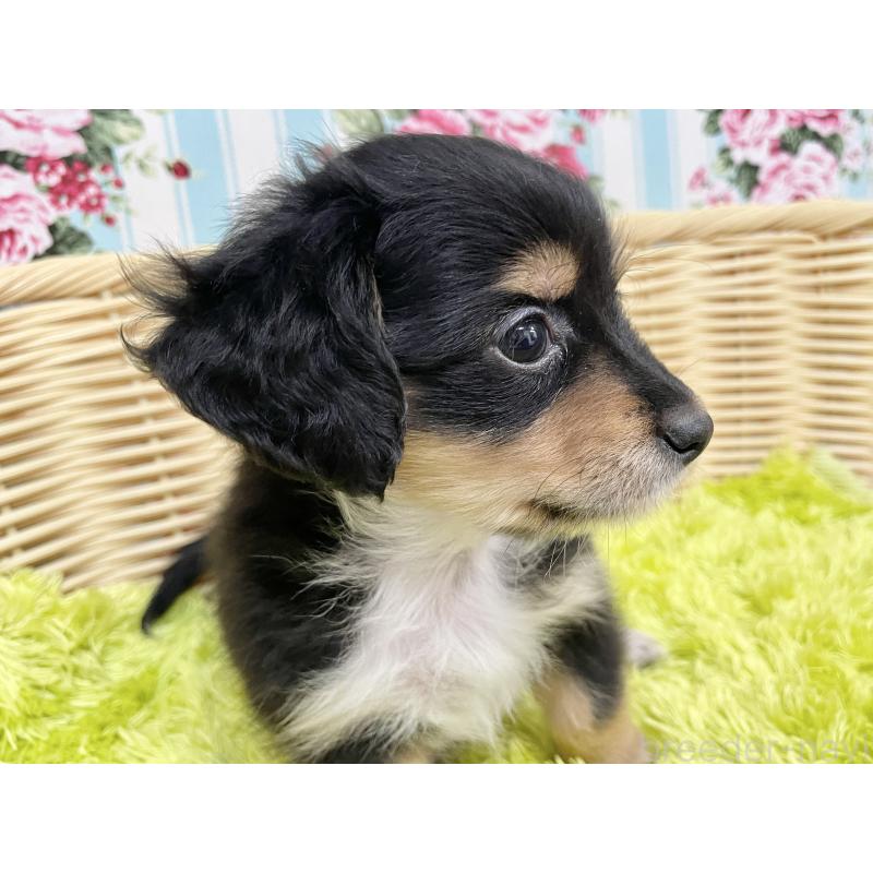 成約済の秋田県のチワックス:チワワ×ミニチュアダックスフンド-424779の16枚目