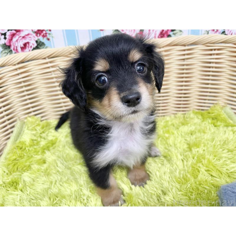 成約済の秋田県のチワックス:チワワ×ミニチュアダックスフンド-424779の14枚目