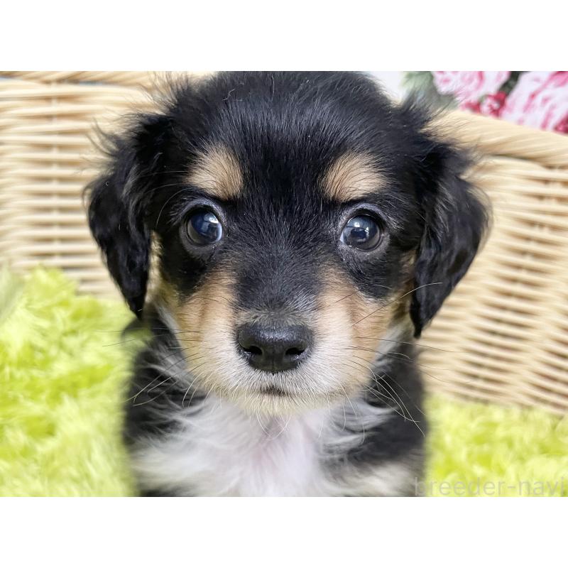 販売中の秋田県のチワックス:チワワ×ミニチュアダックスフンド-424779