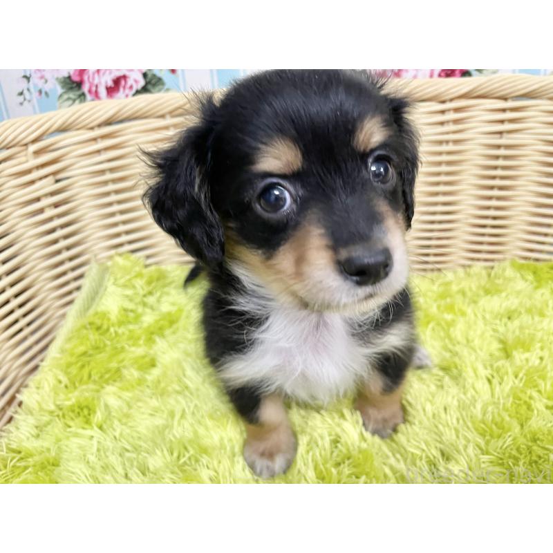 成約済の秋田県のチワックス:チワワ×ミニチュアダックスフンド-424779の13枚目