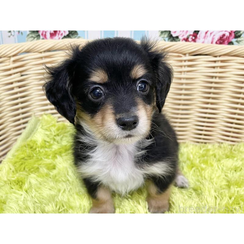 成約済の秋田県のチワックス:チワワ×ミニチュアダックスフンド-424779の12枚目