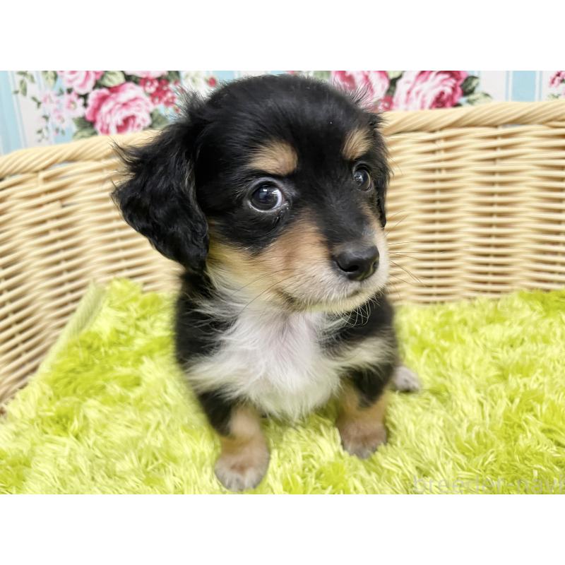 成約済の秋田県のチワックス:チワワ×ミニチュアダックスフンド-424779の11枚目