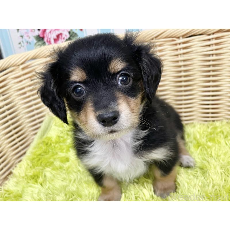 成約済の秋田県のチワックス:チワワ×ミニチュアダックスフンド-424779の10枚目