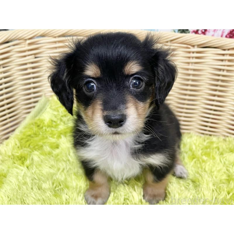 成約済の秋田県のチワックス:チワワ×ミニチュアダックスフンド-424779の9枚目